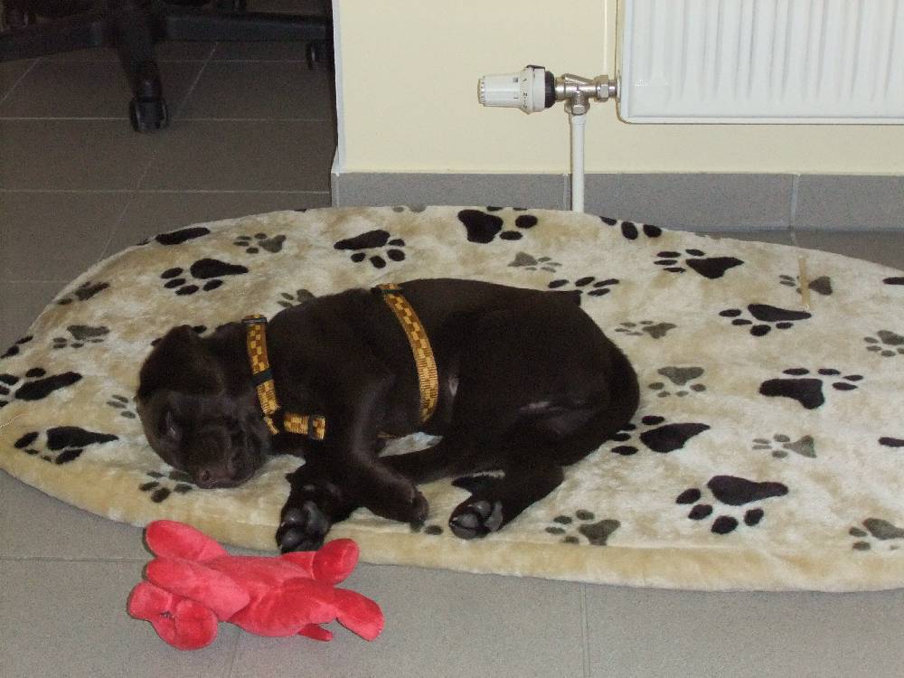 Max